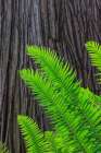 USA, Washington State, Seabeck. Sword ferns and cedar tree trunk. Art Print